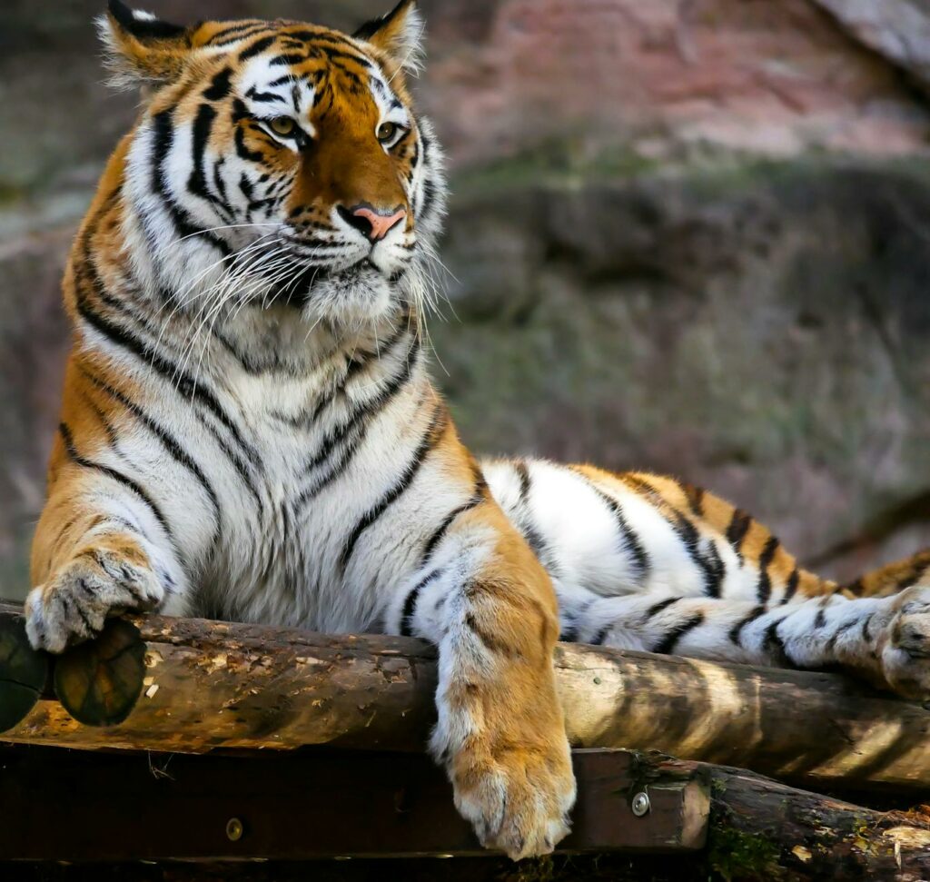 tiger sitting on brown logs closeup photography
