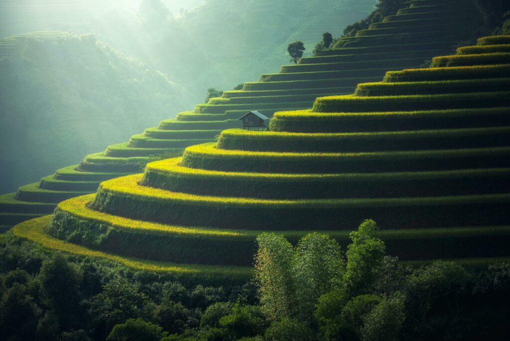 scenic view of rice paddy