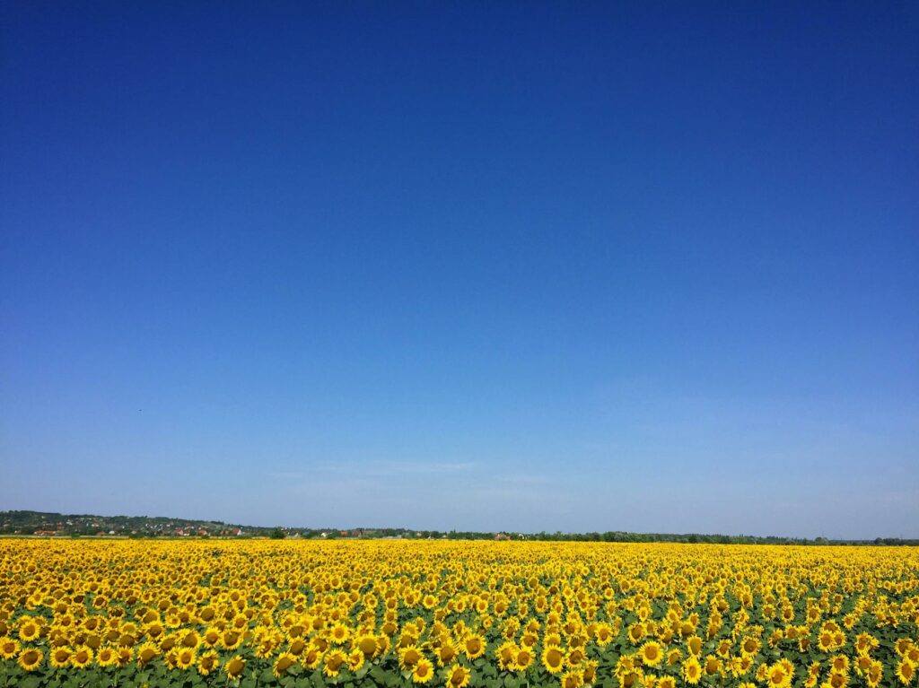 sunflower garden under blue sky