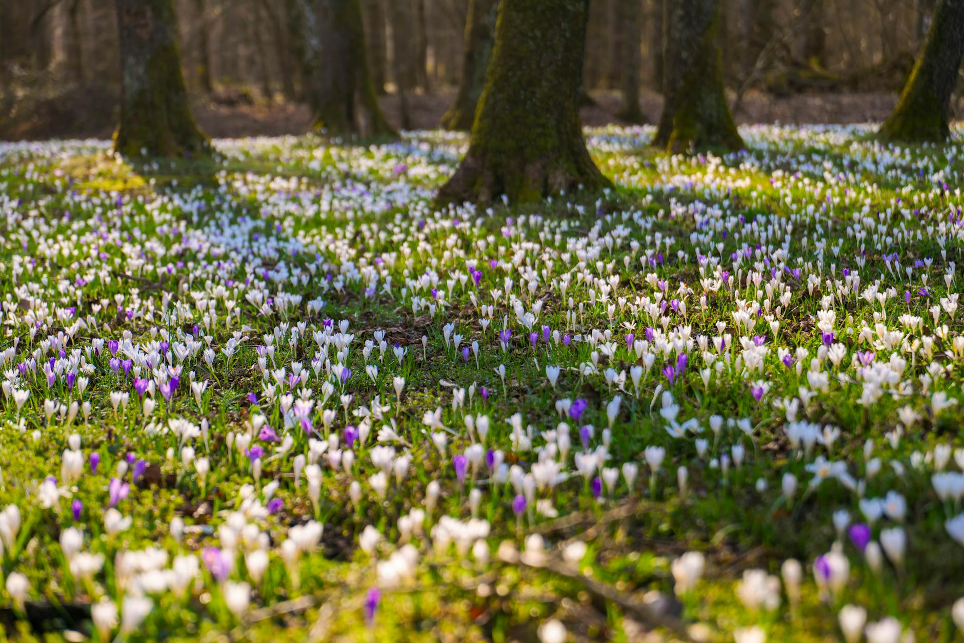 colorful spring crocus field in garesnica forest