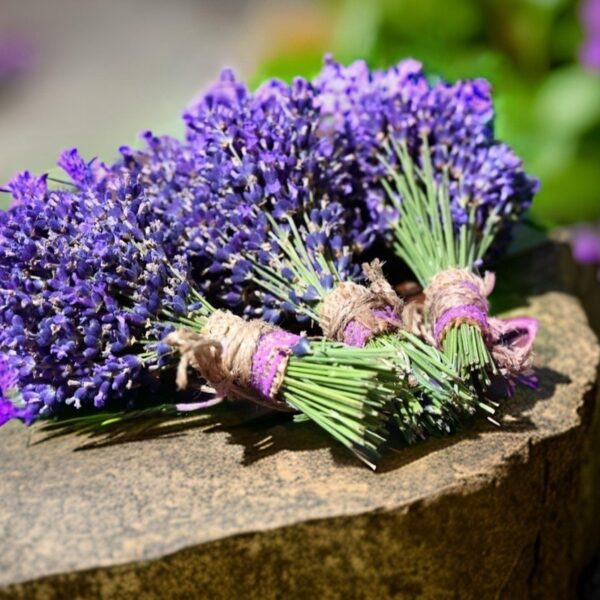 Bouquet de lavande violette, illustration du stage de gestion du stress