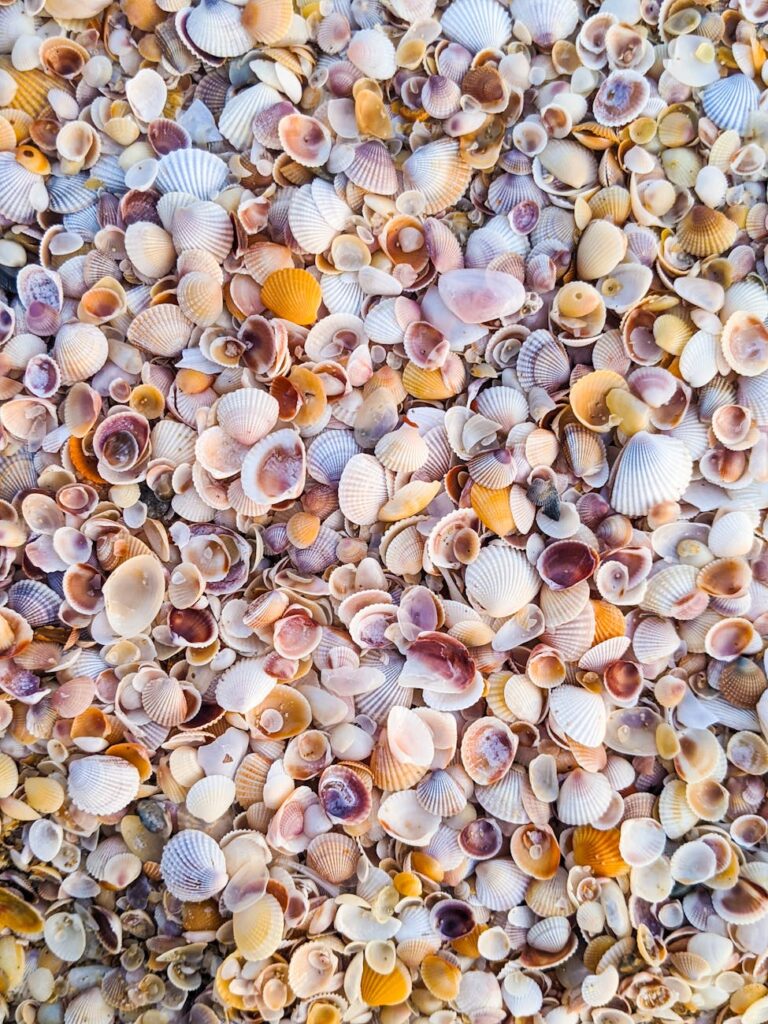 an assortment of seashells