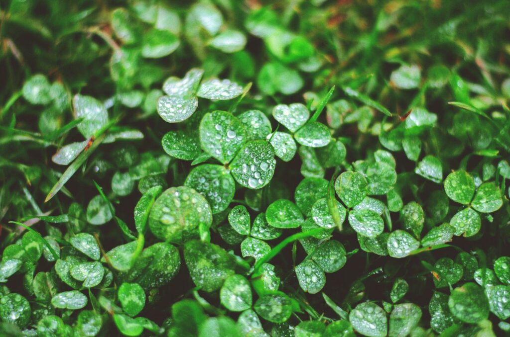 green leaves with water droplets