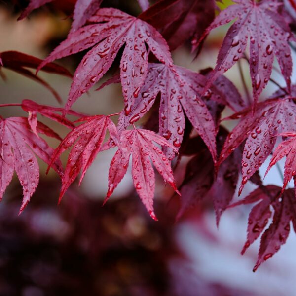 Feuilles rouges après la pluie – retraite Rando-Hypnose