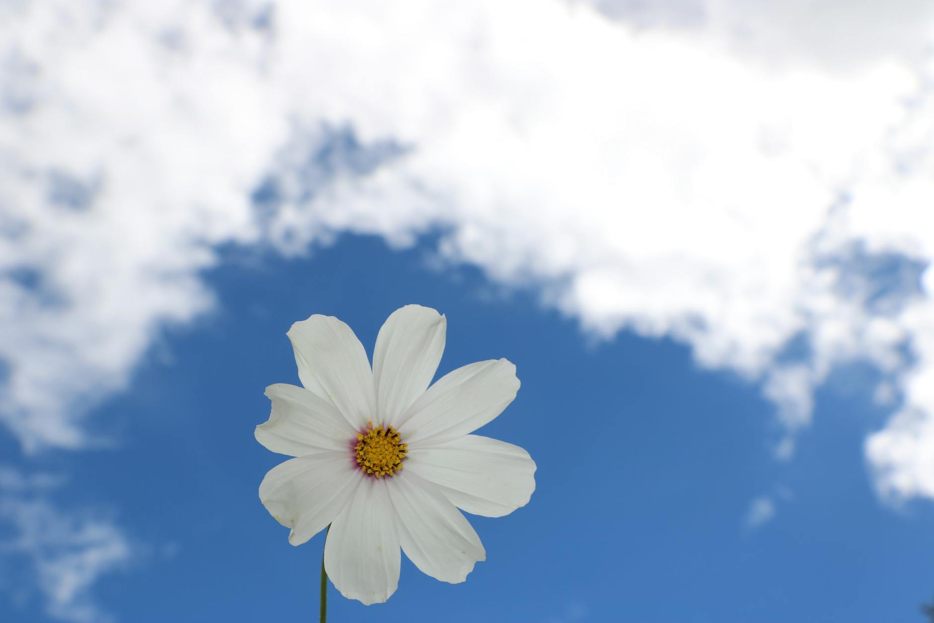 white cosmos flower under white cloud