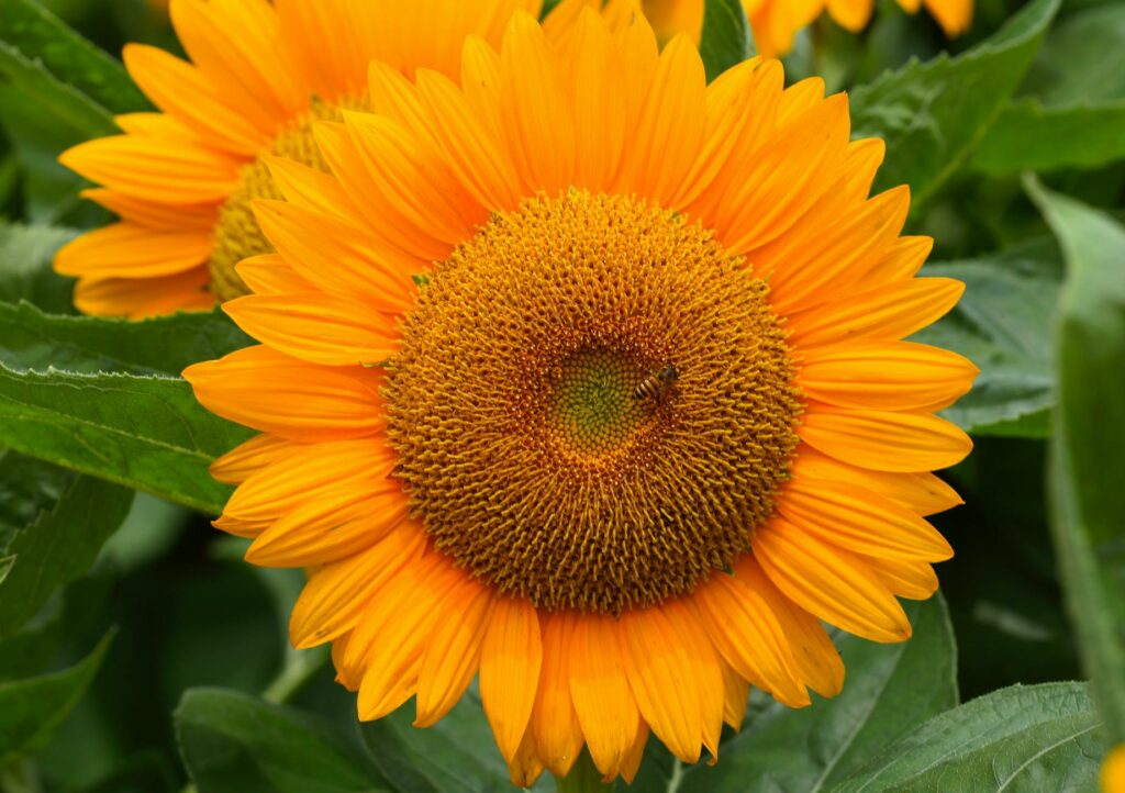 vibrant sunflower blossom with a visiting bee