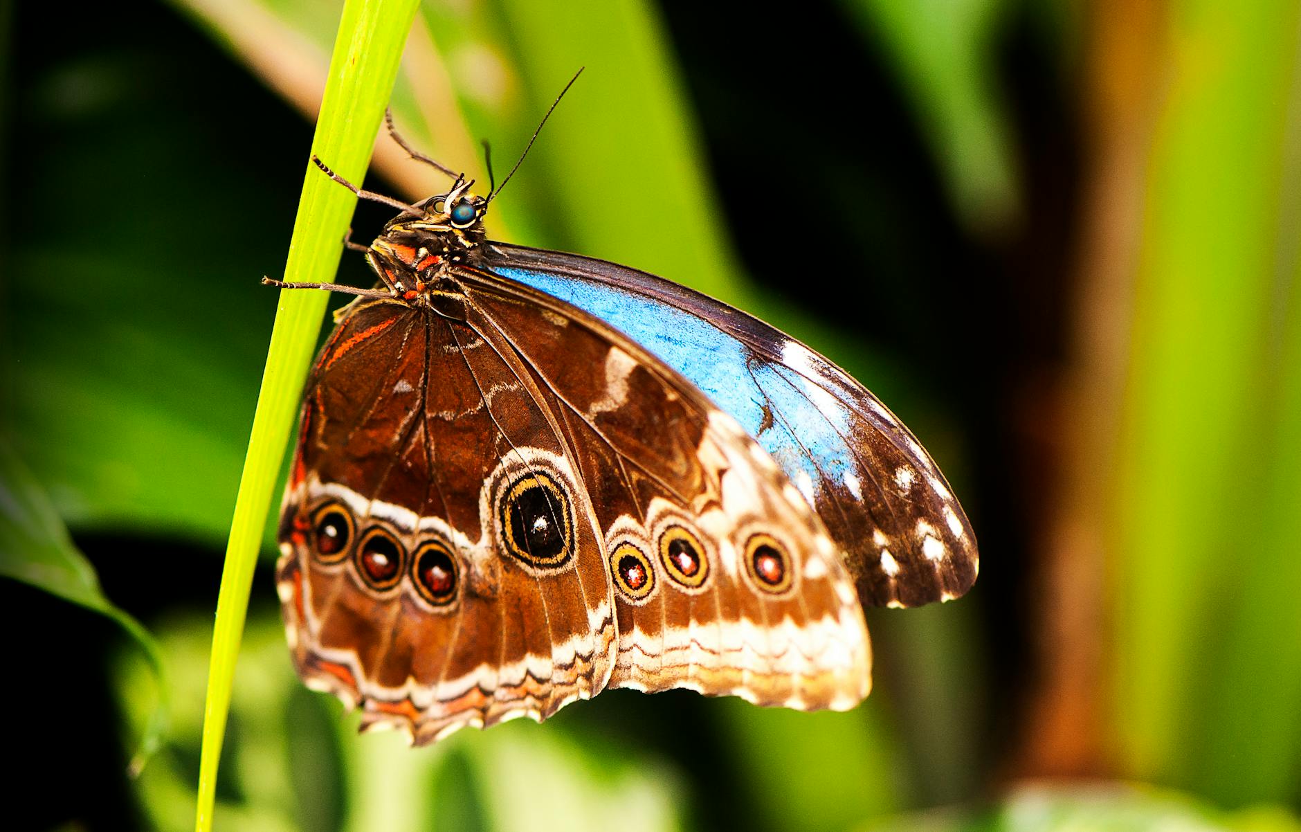 shallow focus of a blue morpho butterfly